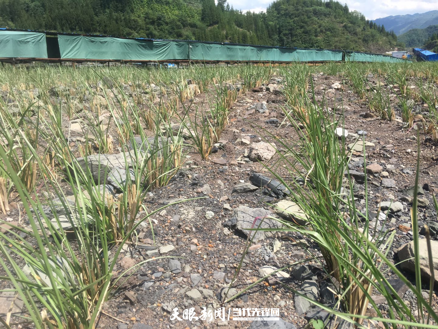 1700487396493721.jpg 香根草(cǎo)播種現場 (5).jpg